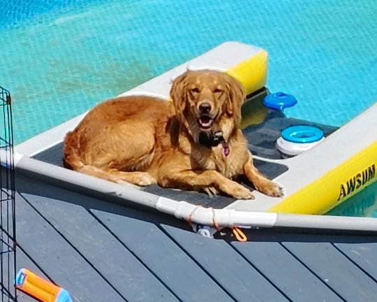 Lola lounging happily on a yellow pool float in a sunny backyard pool