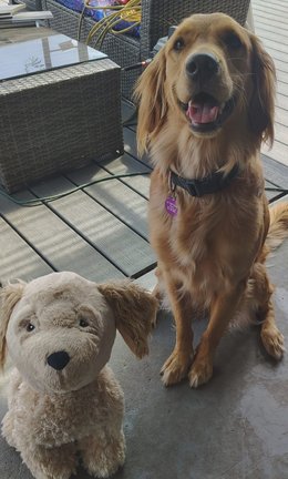 Lola posing on the back deck next to a golden retriever stuffed animal that looks just like her
