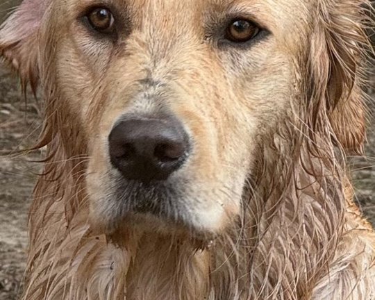 Stanly soaking wet after a swim — dreamy amber-eyed portrait under the dock